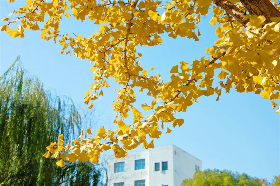 安徽财经大学.jpg 安徽财经大学.jpg