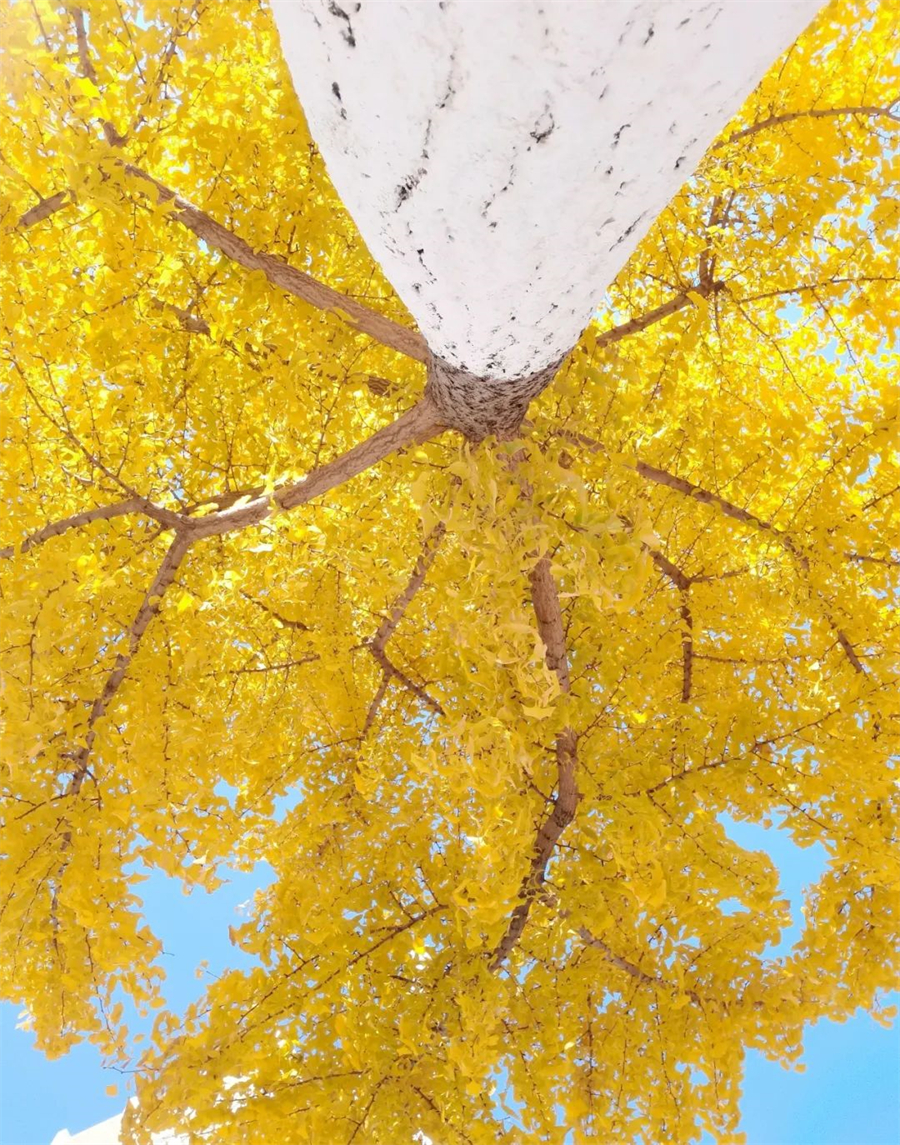 安徽财经大学1.jpg 安徽财经大学1.jpg