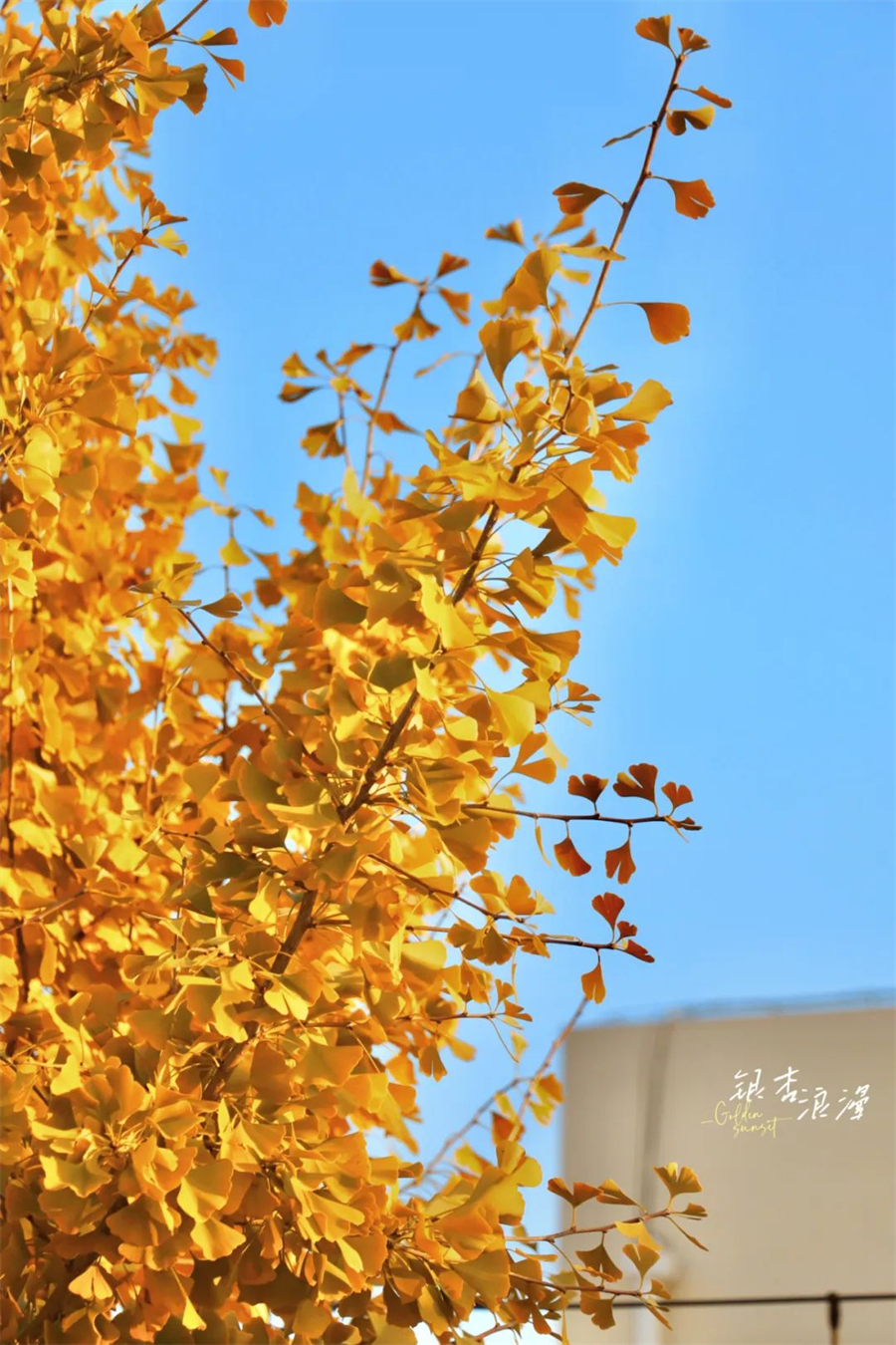 安徽师范大学.jpg 安徽师范大学.jpg