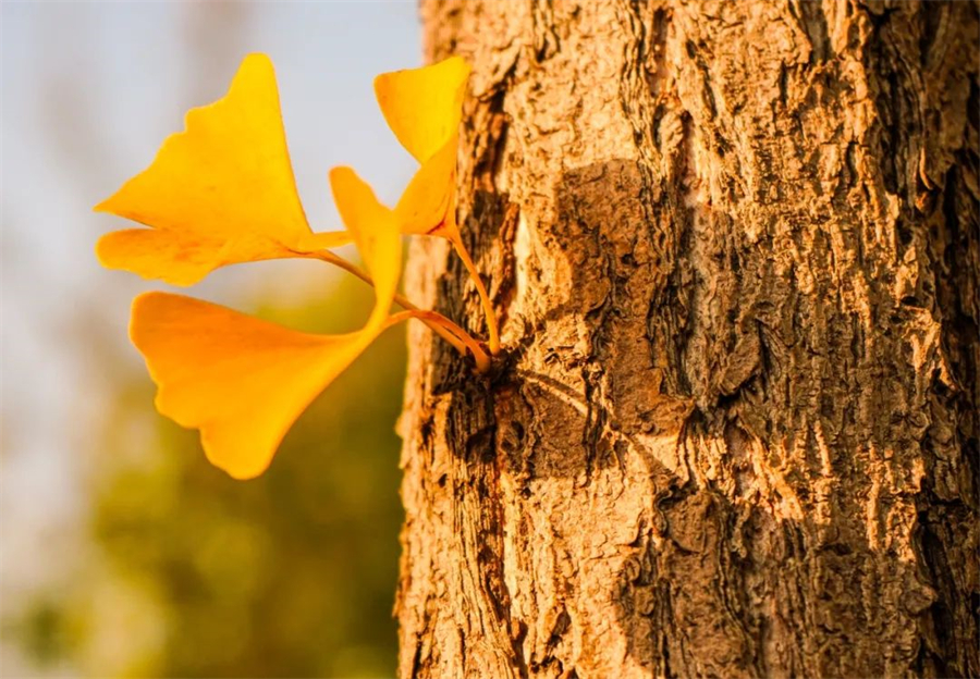 合肥工业大学.jpg 合肥工业大学.jpg