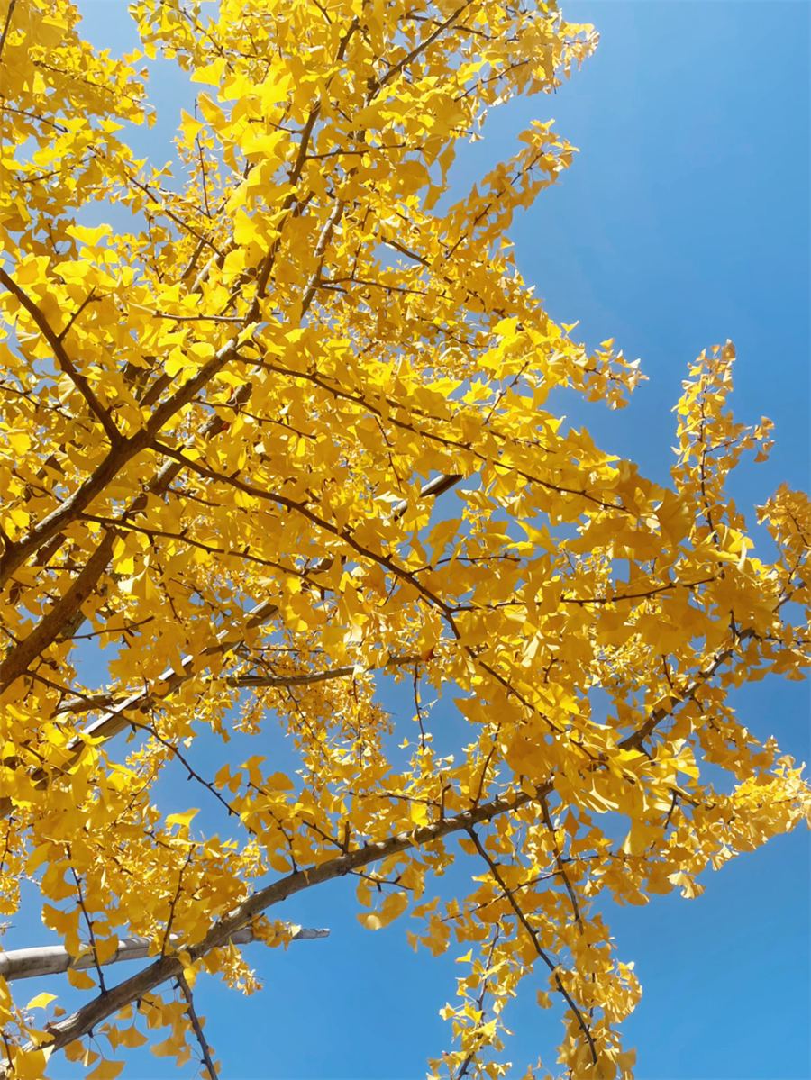 合肥学院.png 合肥学院.png