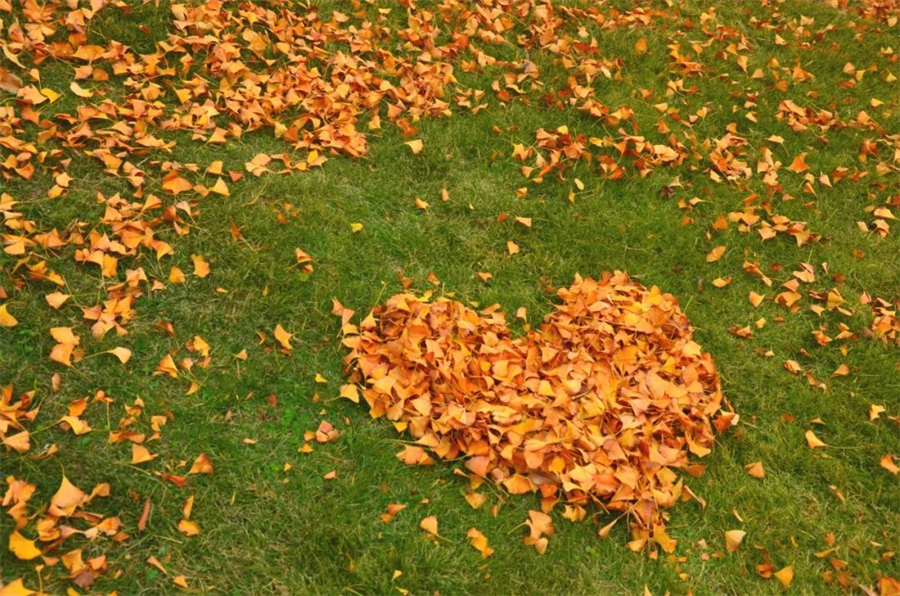 黄山学院.jpg 黄山学院.jpg