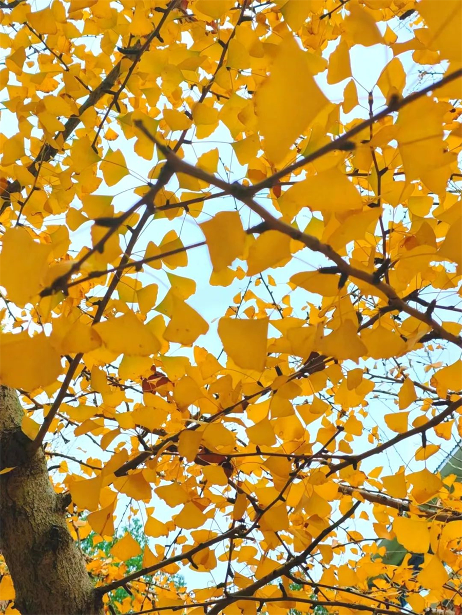 黄山学院1.jpg 黄山学院1.jpg